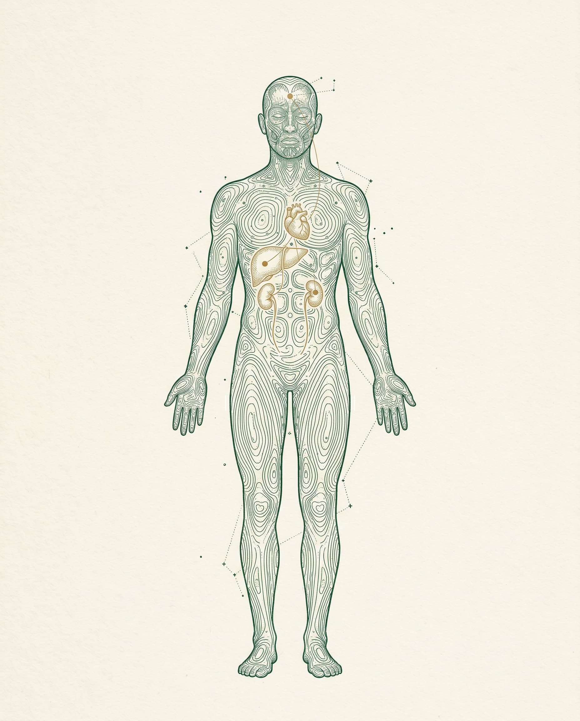 An illustration of the human body drawn as a contour-map atlas, with organs marked as gold nodes